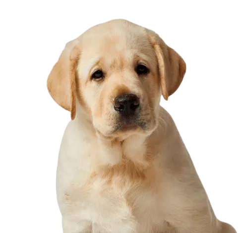 Bogdog