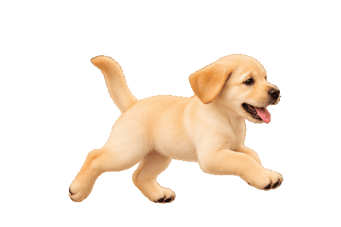 Dog Run - Running Animation